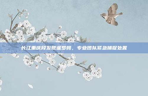 长江重庆段发现暹罗鳄,专业团队紧急捕捉处置